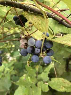 Common moonseed(Menispermum canadense)