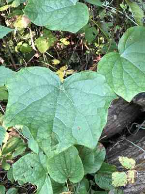 Common moonseed(Menispermum canadense)
