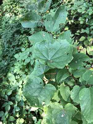 Common moonseed(Menispermum canadense)