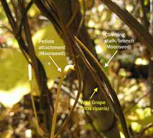 Common moonseed(Menispermum canadense)