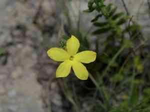 Showy menodora(Menodora longiflora)