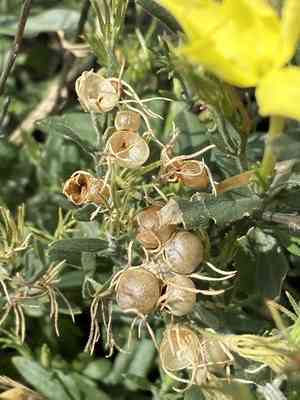 Showy menodora(Menodora longiflora)