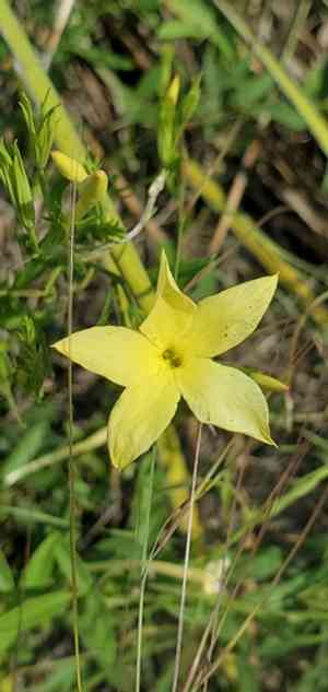 Showy menodora(Menodora longiflora)
