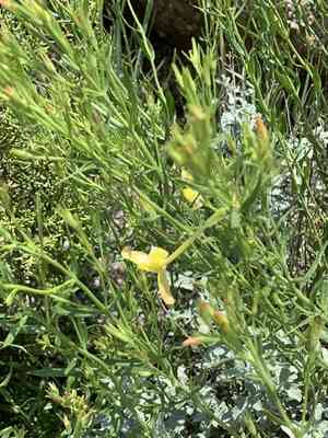 Showy menodora(Menodora longiflora)