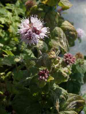 Water mint(Mentha aquatica)