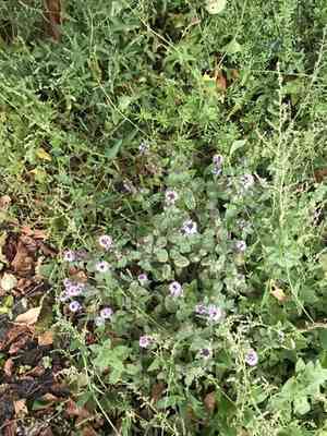 Water mint(Mentha aquatica)