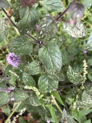 Water mint(Mentha aquatica)