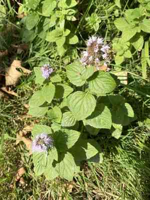 Water mint(Mentha aquatica)