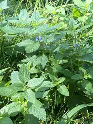 Wild mint(Mentha arvensis)