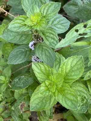 Wild mint(Mentha arvensis)