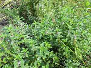 Wild mint(Mentha arvensis)
