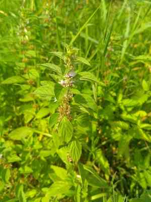 Wild mint(Mentha arvensis)
