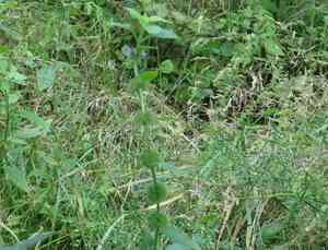 American wild mint(Mentha canadensis)