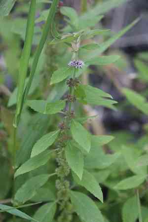 American wild mint(Mentha canadensis)