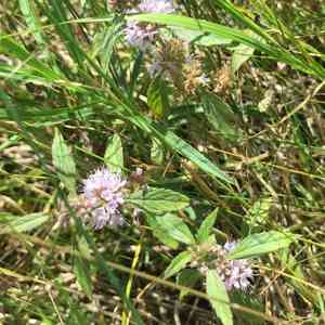 American wild mint(Mentha canadensis)