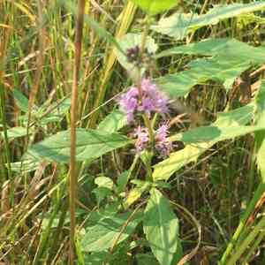American wild mint(Mentha canadensis)