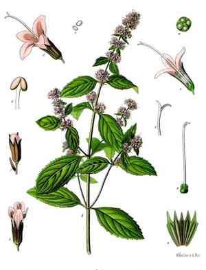 Peppermint(Mentha piperita)