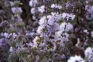 Pennyroyal(Mentha pulegium)