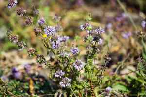 Pennyroyal(Mentha pulegium)