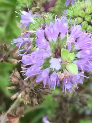 Pennyroyal(Mentha pulegium)