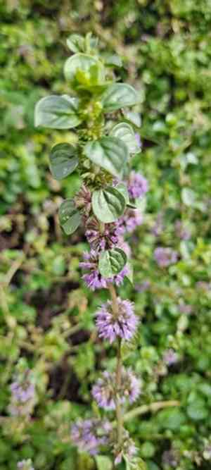 Pennyroyal(Mentha pulegium)