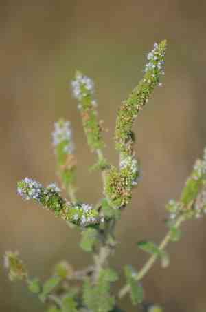 Apple mint(Mentha suaveolens)