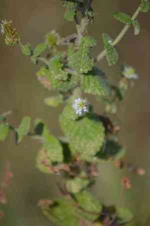 Apple mint(Mentha suaveolens)