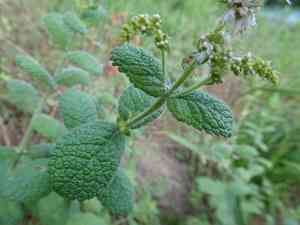 Apple mint(Mentha suaveolens)