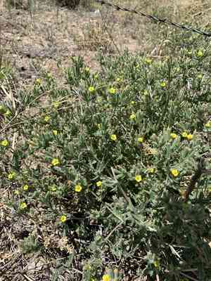 Whitestem blazingstar(Mentzelia albicaulis)