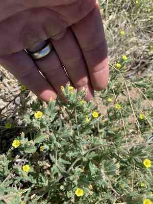 Whitestem blazingstar(Mentzelia albicaulis)