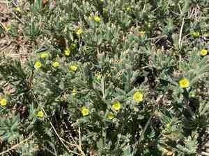 Whitestem blazingstar(Mentzelia albicaulis)