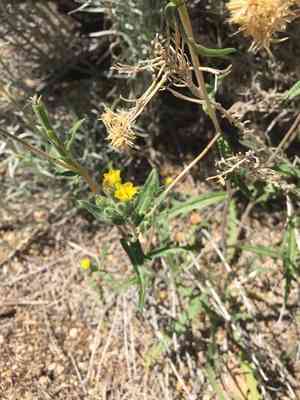 Whitestem blazingstar(Mentzelia albicaulis)