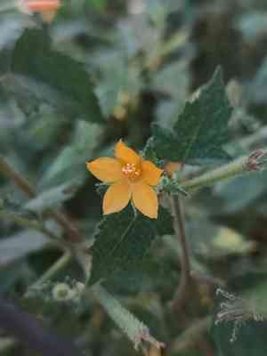 Tropical blazingstar(Mentzelia aspera)