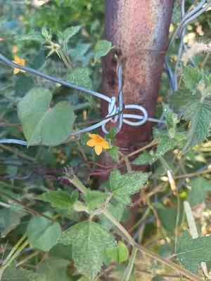Tropical blazingstar(Mentzelia aspera)