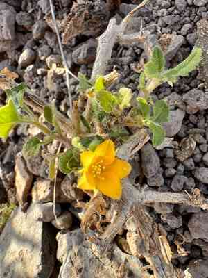 Tropical blazingstar(Mentzelia aspera)