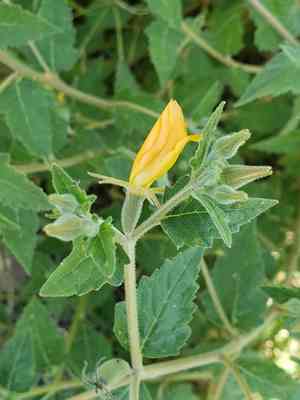 Tropical blazingstar(Mentzelia aspera)