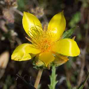 Sierra blazingstar(Mentzelia crocea)