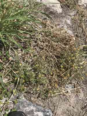 Chickenthief(Mentzelia oligosperma)