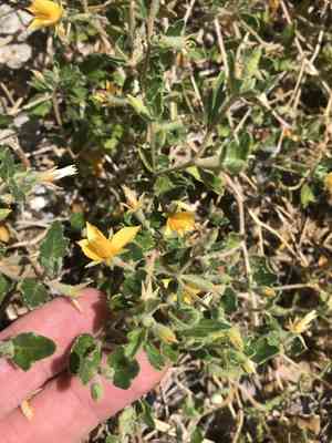 Chickenthief(Mentzelia oligosperma)