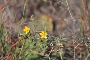 Chickenthief(Mentzelia oligosperma)