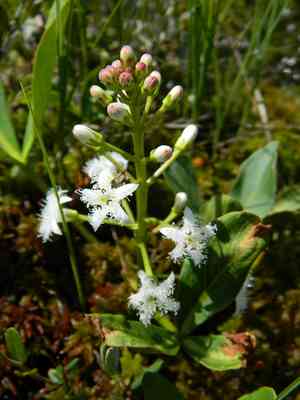 Buck-bean(Menyanthes trifoliata)