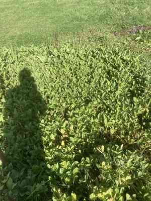 Buck-bean(Menyanthes trifoliata)