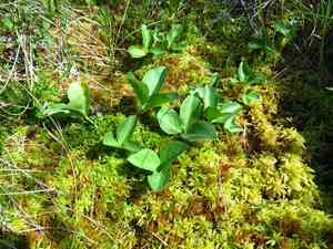 Buck-bean(Menyanthes trifoliata)