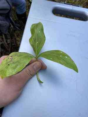 Buck-bean(Menyanthes trifoliata)
