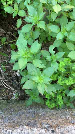 Mercuries (Mercurialis)(Mercurialis)