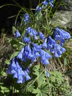 Small bluebells(Mertensia longiflora)