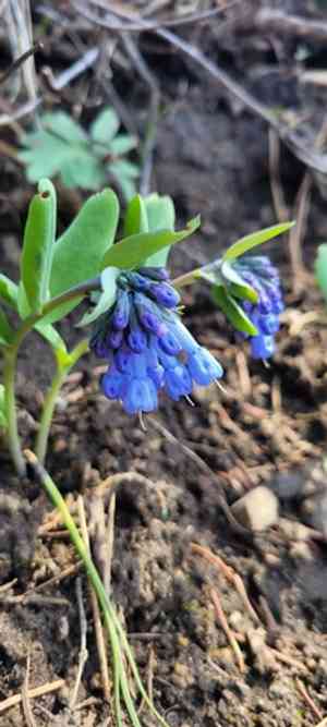 Small bluebells(Mertensia longiflora)