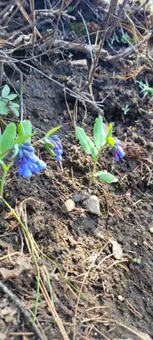 Small bluebells(Mertensia longiflora)