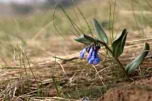 Small bluebells(Mertensia longiflora)