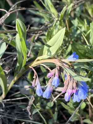 Oblongleaf bluebells(Mertensia oblongifolia)